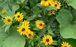 Preview wallpaper rudbeckia, flowers, herbs