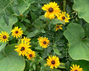 Preview wallpaper rudbeckia, flowers, herbs