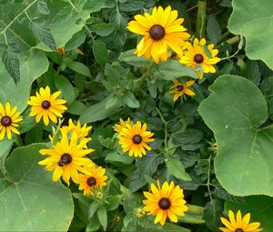 Preview wallpaper rudbeckia, flowers, herbs