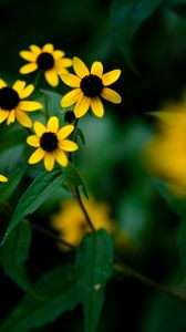 Preview wallpaper rudbeckia, flowers, petals, yellow, blur