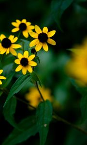 Preview wallpaper rudbeckia, flowers, petals, yellow, blur