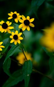 Preview wallpaper rudbeckia, flowers, petals, yellow, blur