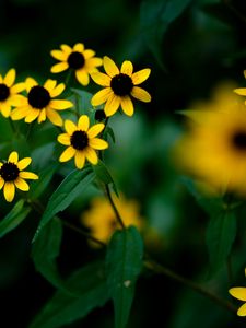 Preview wallpaper rudbeckia, flowers, petals, yellow, blur