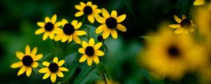 Preview wallpaper rudbeckia, flowers, petals, yellow, blur