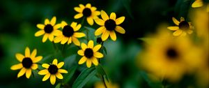 Preview wallpaper rudbeckia, flowers, petals, yellow, blur