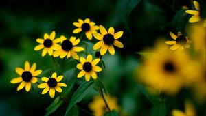 Preview wallpaper rudbeckia, flowers, petals, yellow, blur