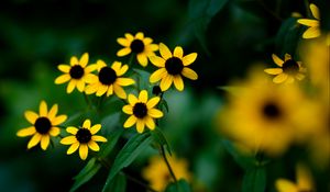 Preview wallpaper rudbeckia, flowers, petals, yellow, blur