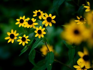 Preview wallpaper rudbeckia, flowers, petals, yellow, blur