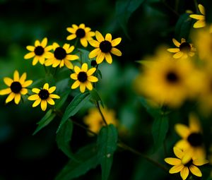 Preview wallpaper rudbeckia, flowers, petals, yellow, blur