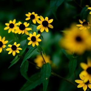 Preview wallpaper rudbeckia, flowers, petals, yellow, blur