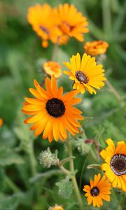 Preview wallpaper rudbeckia, flowers, petals, yellow, plant