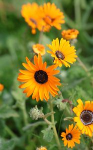 Preview wallpaper rudbeckia, flowers, petals, yellow, plant