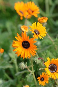 Preview wallpaper rudbeckia, flowers, petals, yellow, plant