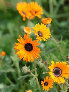 Preview wallpaper rudbeckia, flowers, petals, yellow, plant