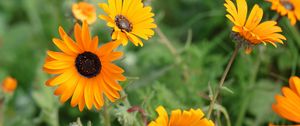 Preview wallpaper rudbeckia, flowers, petals, yellow, plant