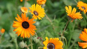 Preview wallpaper rudbeckia, flowers, petals, yellow, plant