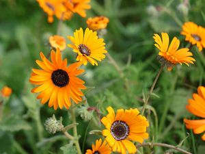 Preview wallpaper rudbeckia, flowers, petals, yellow, plant