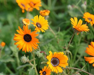 Preview wallpaper rudbeckia, flowers, petals, yellow, plant