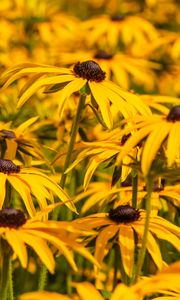 Preview wallpaper rudbeckia, flowers, petals, blur, yellow