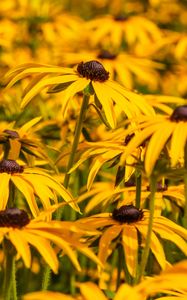 Preview wallpaper rudbeckia, flowers, petals, blur, yellow