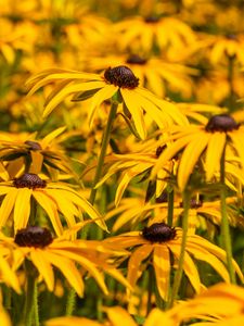 Preview wallpaper rudbeckia, flowers, petals, blur, yellow