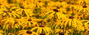 Preview wallpaper rudbeckia, flowers, petals, blur, yellow