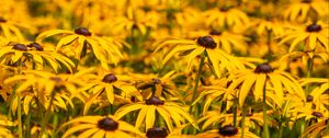 Preview wallpaper rudbeckia, flowers, petals, blur, yellow