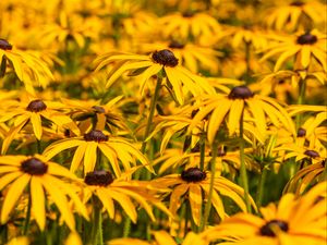 Preview wallpaper rudbeckia, flowers, petals, blur, yellow