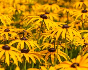 Preview wallpaper rudbeckia, flowers, petals, blur, yellow