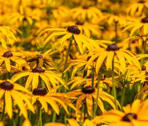 Preview wallpaper rudbeckia, flowers, petals, blur, yellow