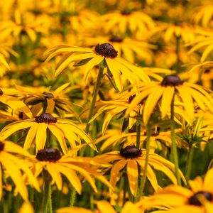 Preview wallpaper rudbeckia, flowers, petals, blur, yellow