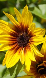 Preview wallpaper rudbeckia, flowers, petals, macro, yellow