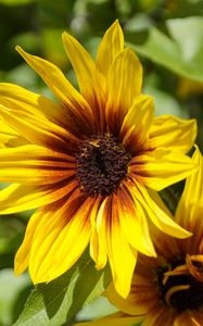 Preview wallpaper rudbeckia, flowers, petals, macro, yellow