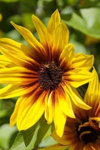 Preview wallpaper rudbeckia, flowers, petals, macro, yellow