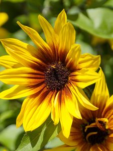 Preview wallpaper rudbeckia, flowers, petals, macro, yellow