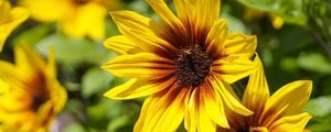 Preview wallpaper rudbeckia, flowers, petals, macro, yellow