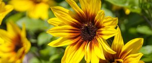 Preview wallpaper rudbeckia, flowers, petals, macro, yellow