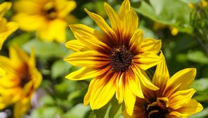 Preview wallpaper rudbeckia, flowers, petals, macro, yellow