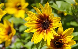 Preview wallpaper rudbeckia, flowers, petals, macro, yellow