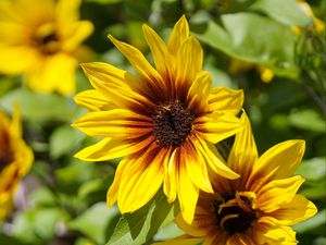 Preview wallpaper rudbeckia, flowers, petals, macro, yellow