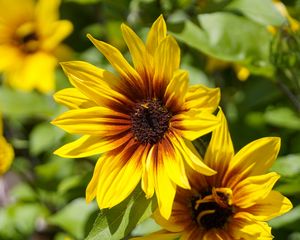 Preview wallpaper rudbeckia, flowers, petals, macro, yellow