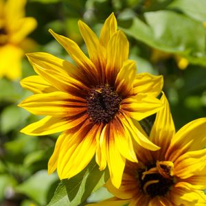 Preview wallpaper rudbeckia, flowers, petals, macro, yellow