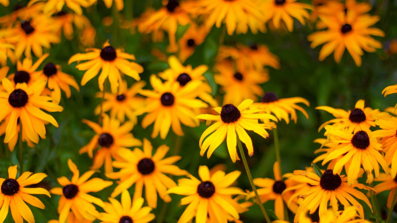 Wallpaper rudbeckia, flowers, petals, yellow