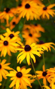 Preview wallpaper rudbeckia, flowers, petals, yellow