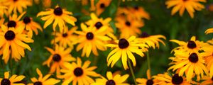 Preview wallpaper rudbeckia, flowers, petals, yellow