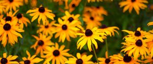 Preview wallpaper rudbeckia, flowers, petals, yellow