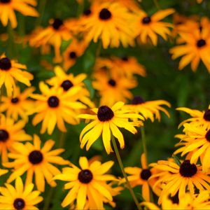 Preview wallpaper rudbeckia, flowers, petals, yellow