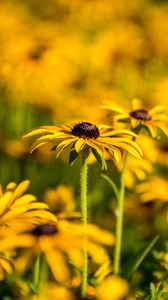 Preview wallpaper rudbeckia, flowers, petals, blur