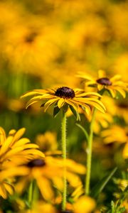 Preview wallpaper rudbeckia, flowers, petals, blur