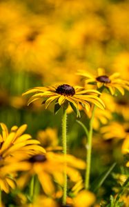 Preview wallpaper rudbeckia, flowers, petals, blur